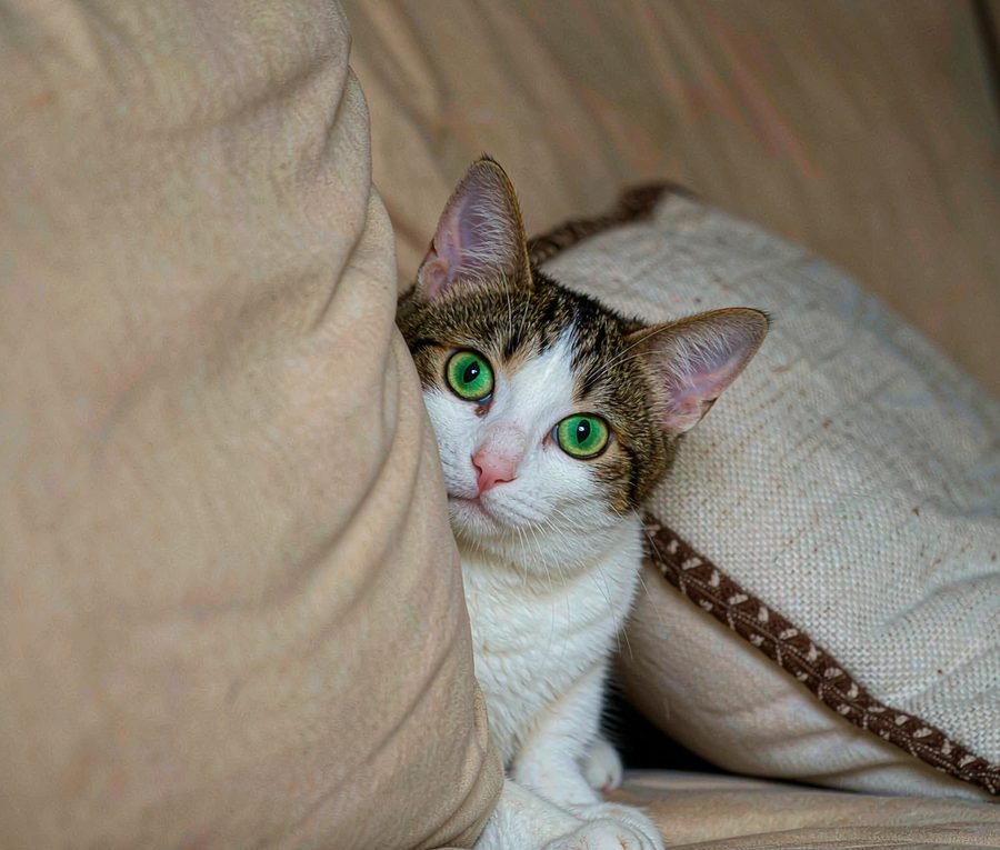 Do cats really get lonely?