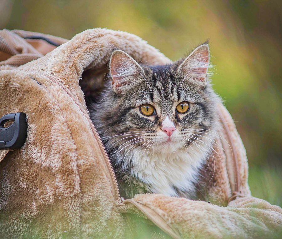 Choosing a carrier your cat won't hate