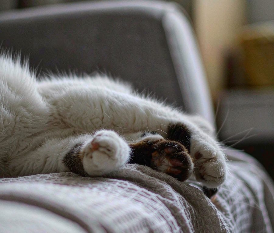 Why cats knead (and why it means so much)