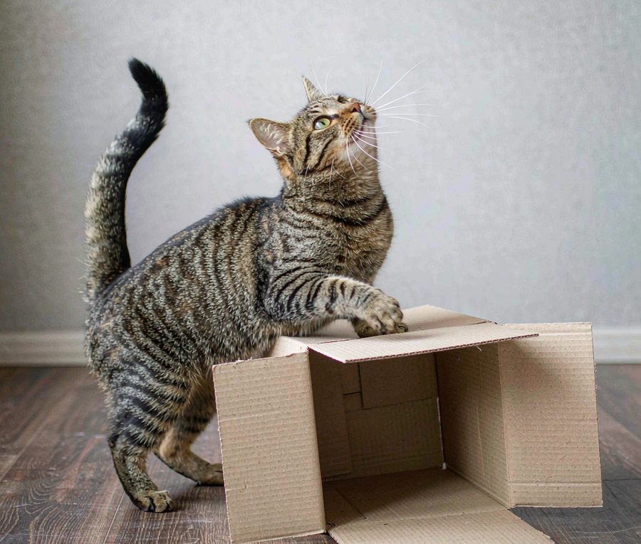 Why your cat loves the box more than the toy inside