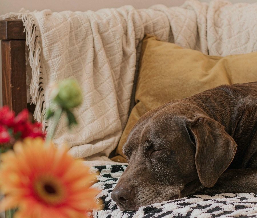 A dog's senior years: what changes and what doesn't